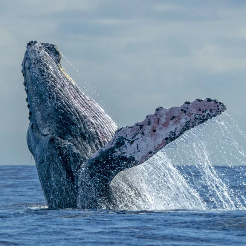 Planes turisticos avistamiento de ballenas yubarta en Nuquí - Colombia